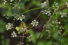 Pimpinella wallichiana